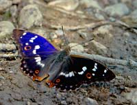 Purple emperor at the bank of Aiviekste